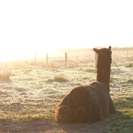 The Flying Alpaca * Kilkee