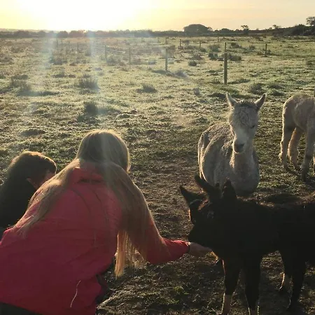 The Flying Alpaca Kilkee